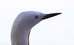 red-throated diver