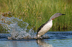 red-throated diver