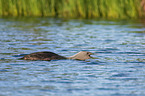 red-throated diver