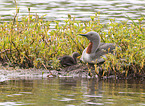 red-throated diver