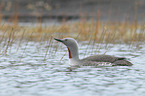 red-throated diver