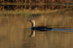 red-throated diver