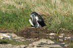 red-throated diver