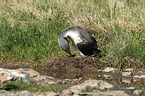 red-throated diver