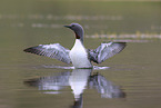 red-throated diver