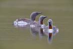 red-throated diver