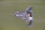 red-throated diver