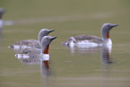 red-throated diver
