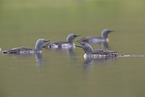 red-throated diver