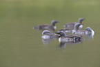 red-throated diver