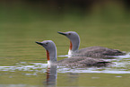 red-throated diver