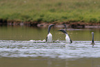 red-throated diver