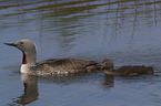 red-throated diver