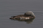 red-throated diver