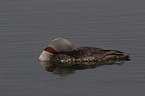 red-throated diver