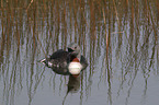 red-throated diver