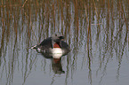 red-throated diver