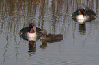 red-throated diver