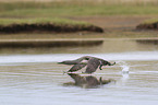 red-throated diver