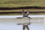 red-throated diver