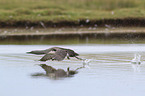 red-throated diver