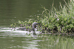 red-throated diver