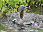 red-throated diver