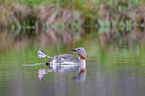 red-throated diver