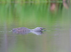 red-throated diver