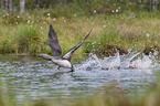 red-throated diver