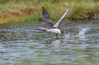 red-throated diver