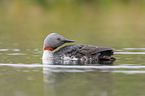 red-throated diver