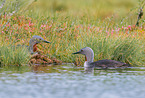 red-throated diver