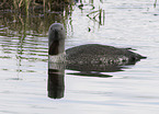 red-throated diver