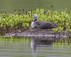 red-throated diver