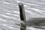 red-throated diver