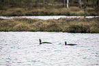 swimming Red-throated Divers