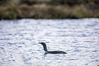 swimming Red-throated Diver