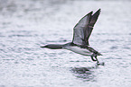 flying Red-throated Diver