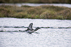 flying Red-throated Diver