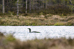 swimming Red-throated Diver