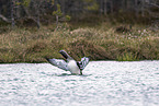 swimming Red-throated Diver