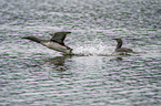 red-throated diver