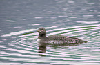 red-throated diver