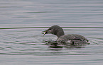 red-throated diver