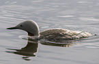red-throated diver
