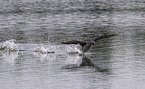 red-throated diver