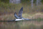 red-throated diver