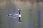 red-throated diver