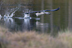 red-throated diver